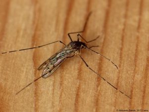 Mosquitoes in Iceland